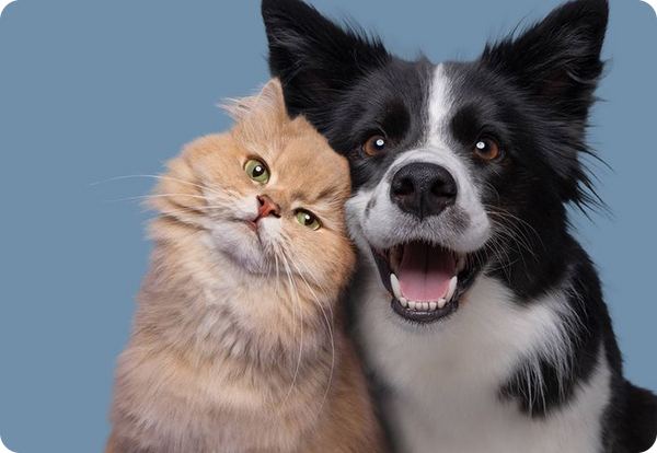 A friendly cat and dog